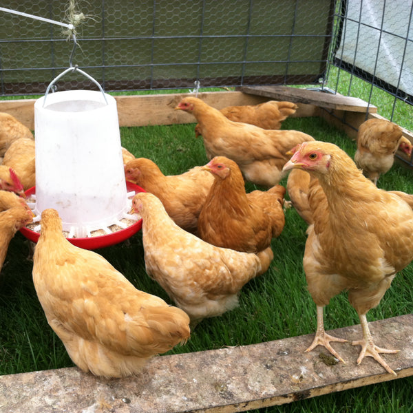 Organic for Animals Easy Organic