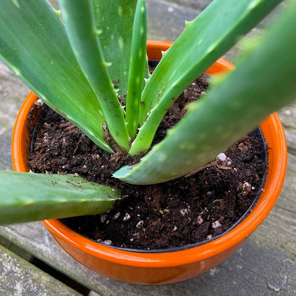 Coast of Maine Mount Desert Organic Cactus & Succulent Mix