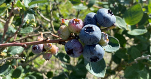 Organic Fertilizer for Delicious Berries and Beautiful Blooms