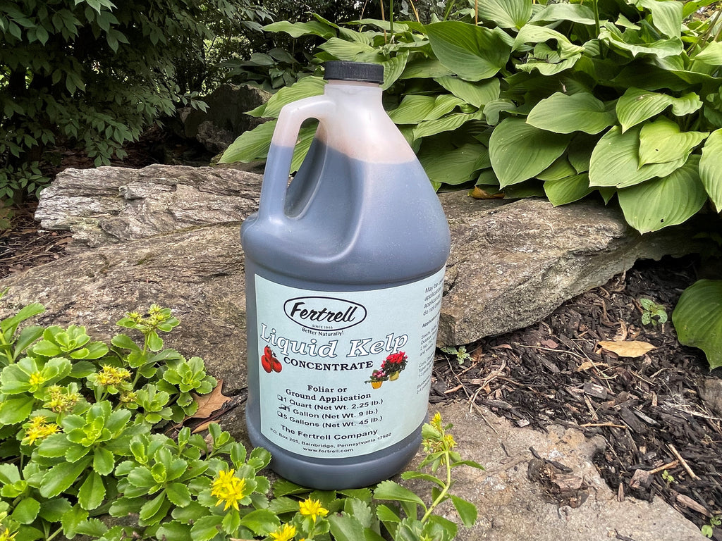 organic liquid seaweed fertilizer Liquid kelp seaweed concentrate