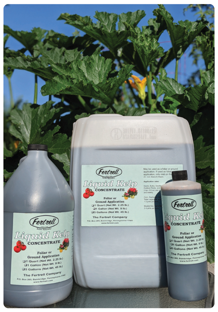 Liquid kelp seaweed concentrate